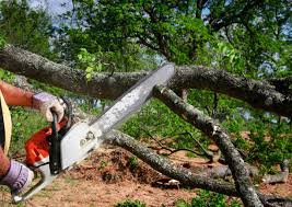 How Our Tree Care Process Works  in  Winsted, CT