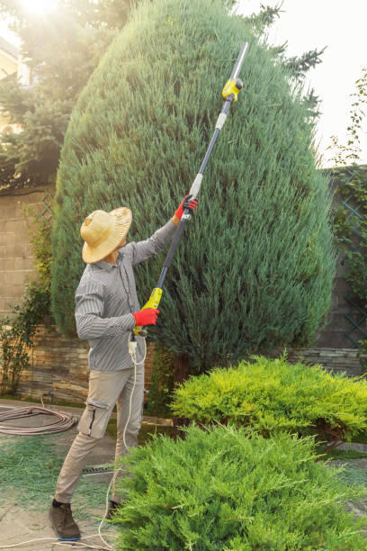 Reliable Winsted, CT  Tree Services Solutions